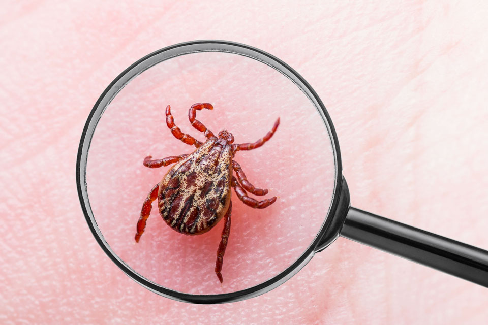 Lyme-kór diagnosztizálása laboratóriumi szűrőteszttel kullancscsípés után jelentkező tünetek esetén